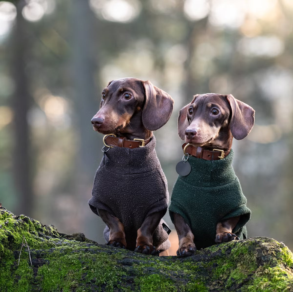 Two dogs in sweaters sitting on a log in a forest setting