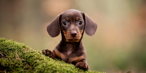 Small brown dog lying on a mossy surface with a blurred natural background