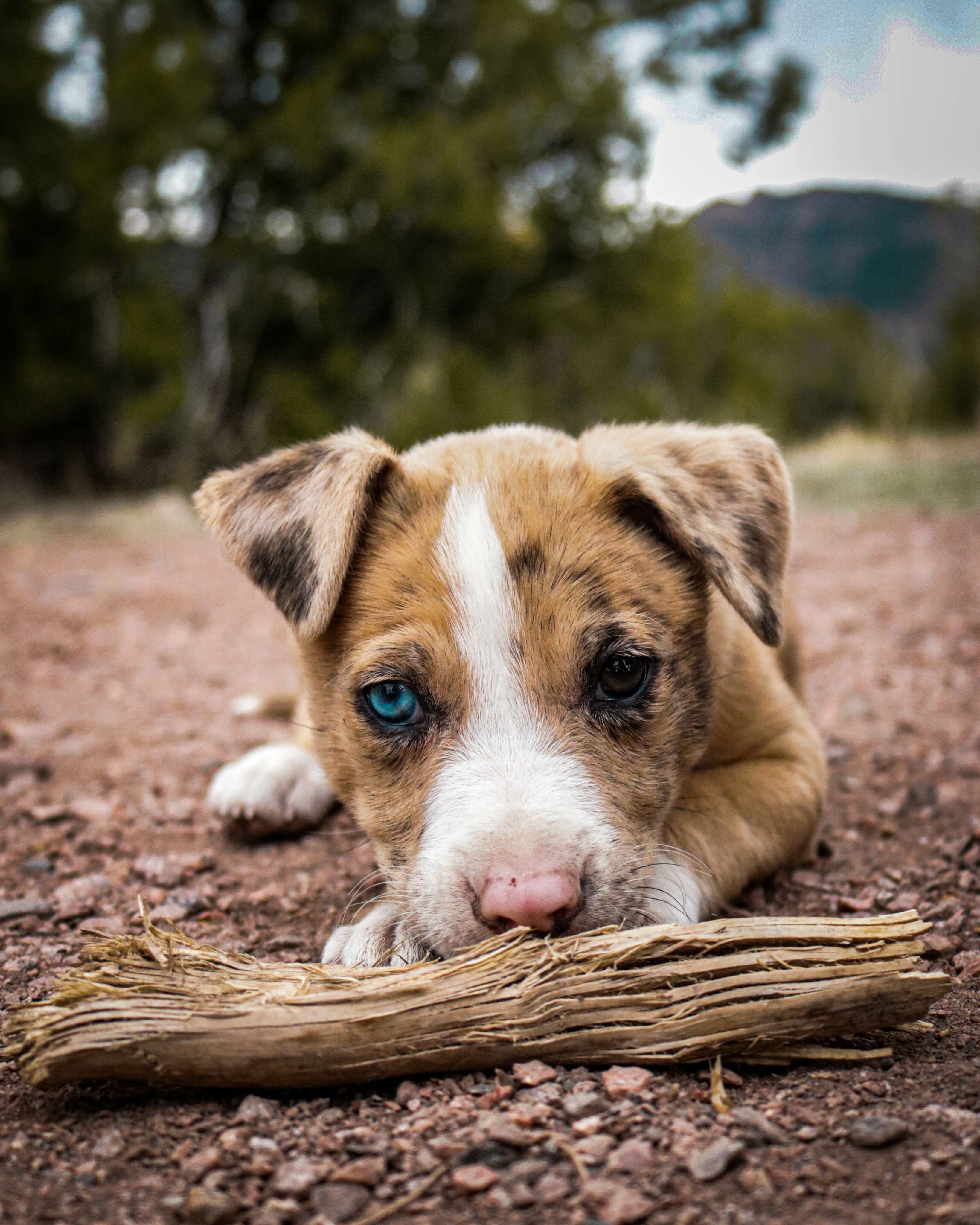 dog laying on ground with one blue eye and one brown eye